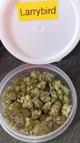 Customer photo review of Light Assist THCA Smalls