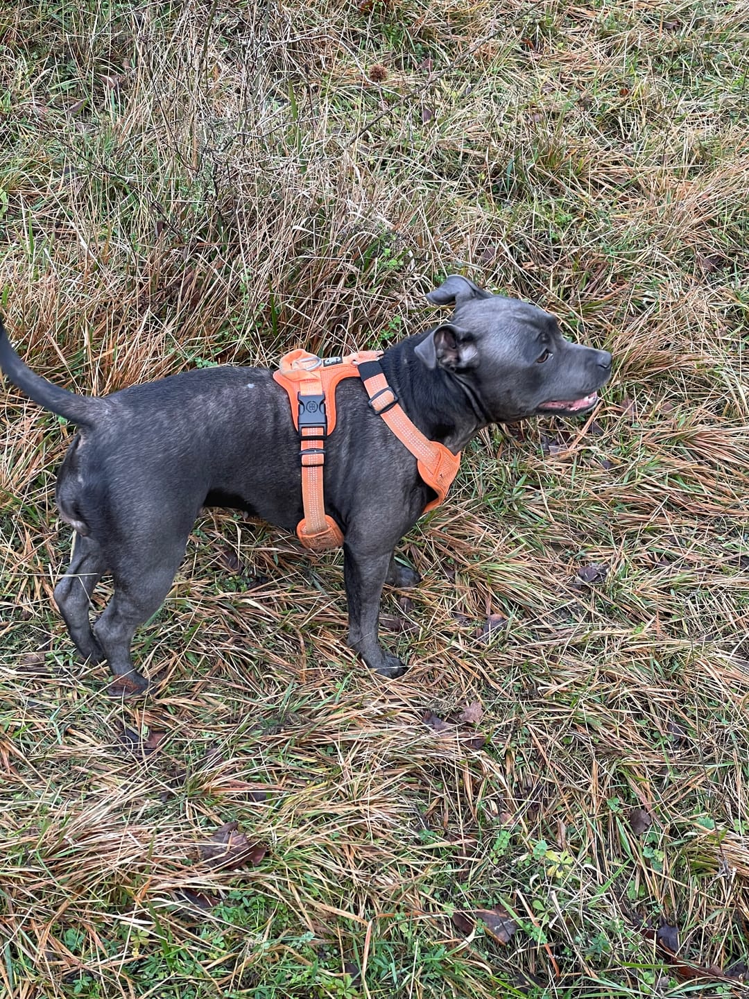 Customer photo review of Comfort Premium Harness | Non Restrictive - Orange