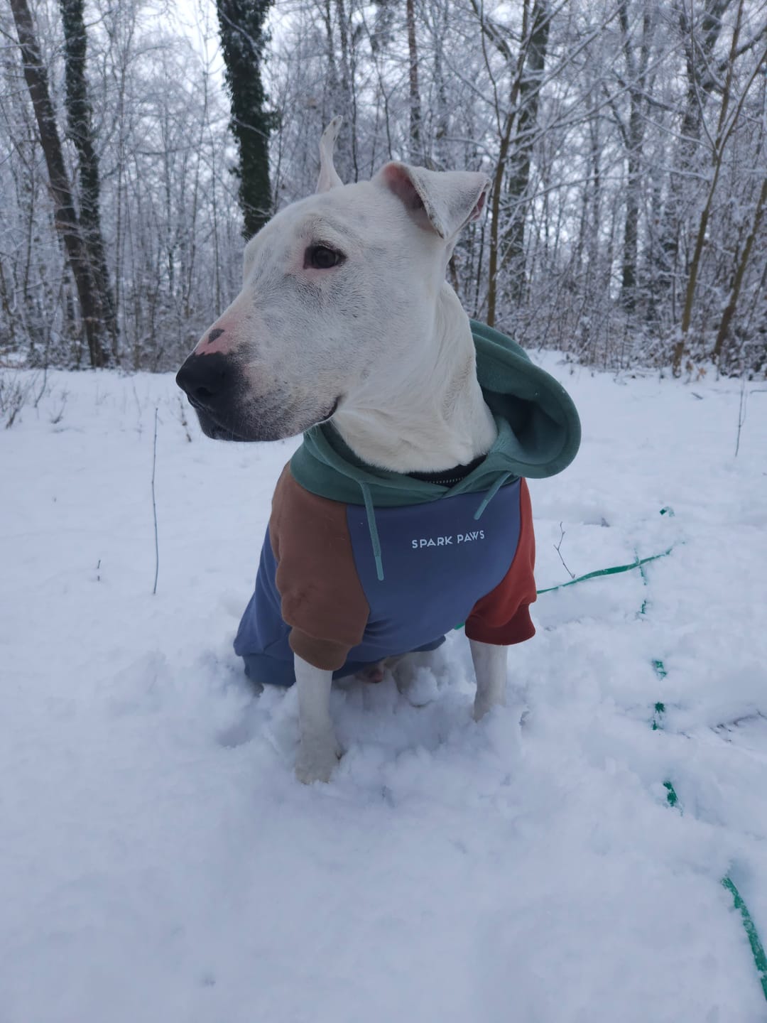 Customer photo review of Alpine Dog Hoodie