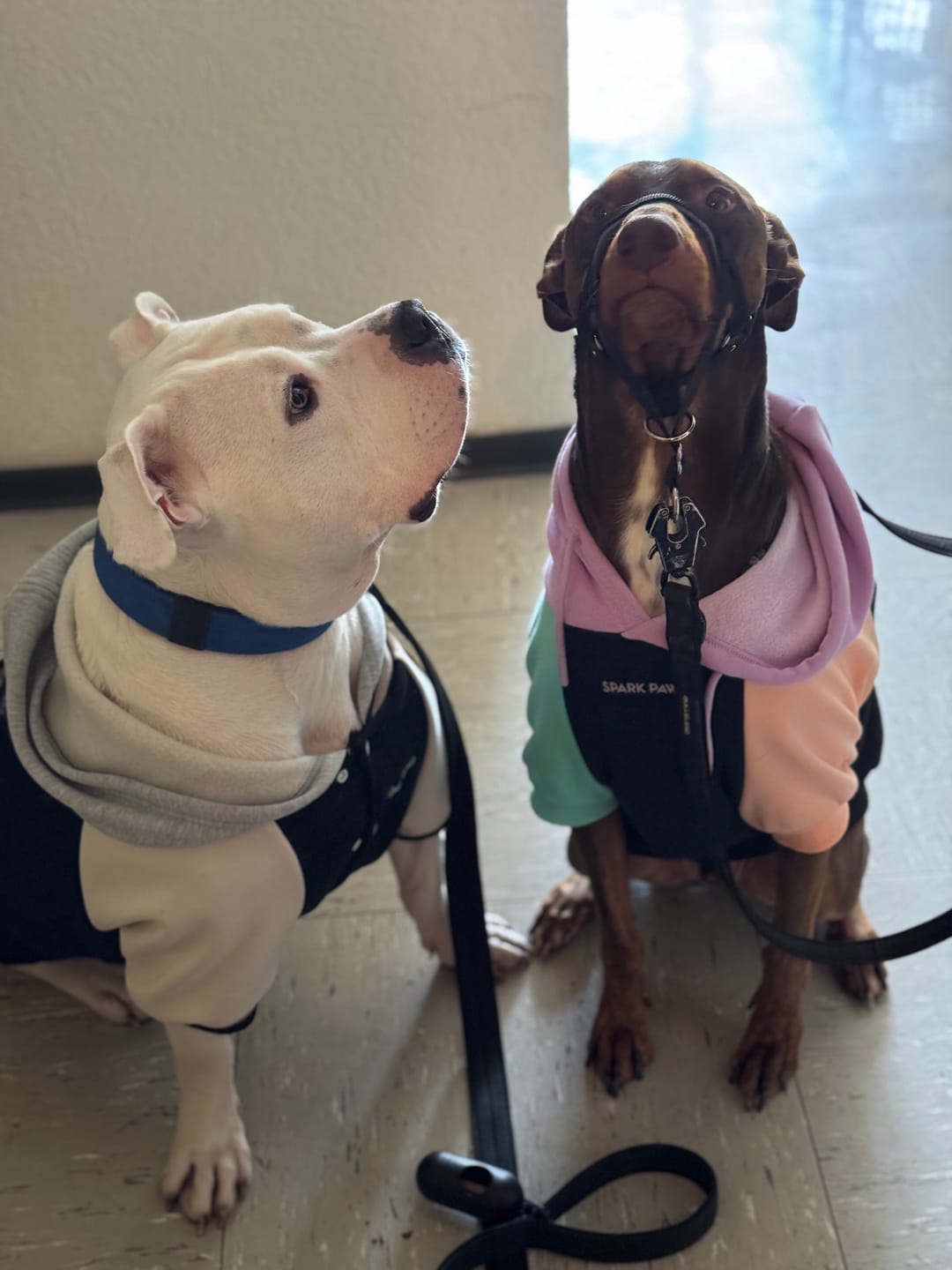 Customer photo review of Cyber Punk Dog Hoodie