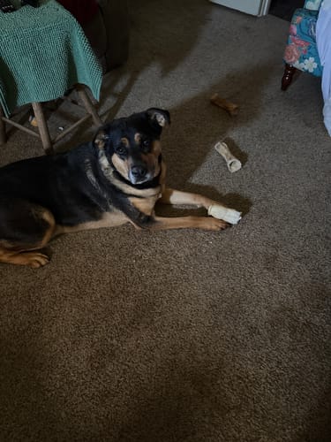 Customer photo review of Beef Cheek Rolls