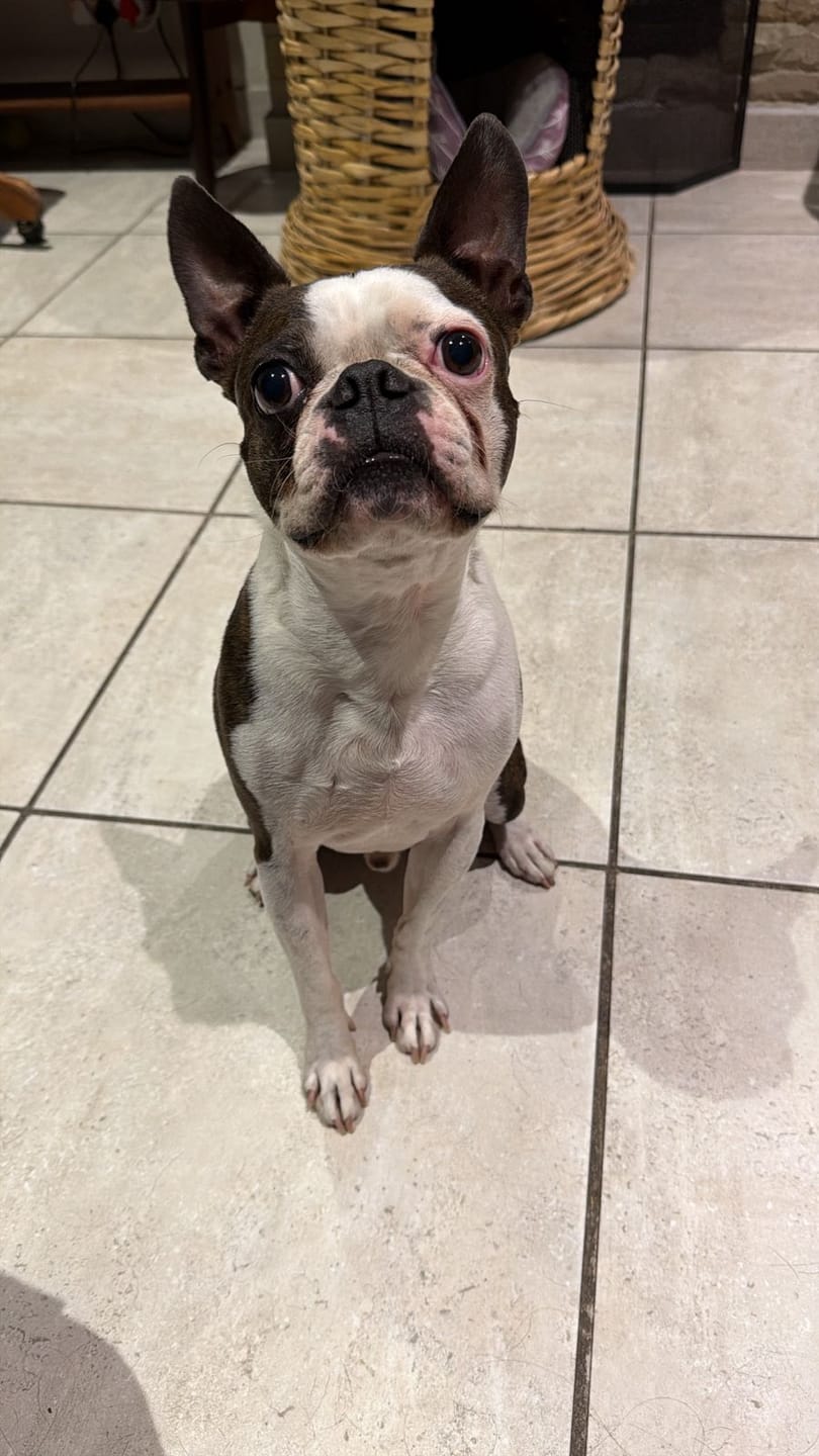 Customer photo review of Natural Canine Care | DoggyMin - Skin & Immune Support for Dogs