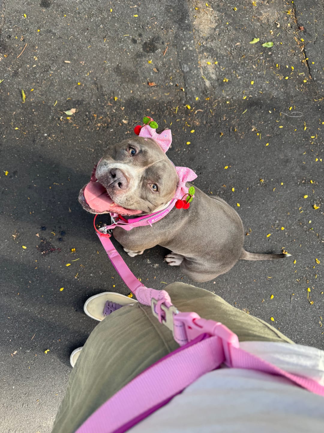 Customer photo review of Multipurpose Seatbelt Handsfree Leash & Poop Bag Holder Set