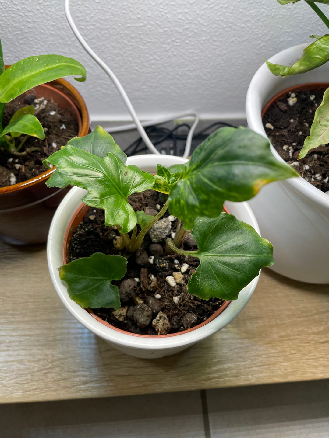 Customer photo review of ALOCASIA BRANCIFOLIA PINK PASSION