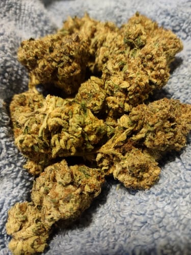 Customer photo review of Blueberry Headband  - Bulk - Hybrid
