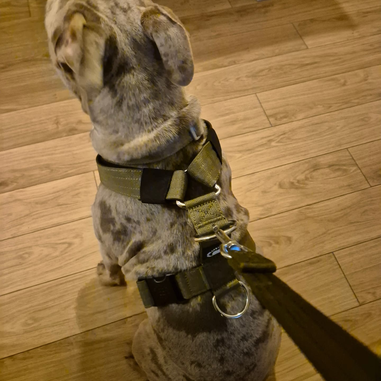 Customer photo review of Training Anti Pull TRI-Harness® | M-XL Breeds - Khaki