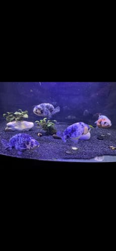 Customer photo review of Pearl White Tiger Calico Ranchu Goldfish | Grower Pick