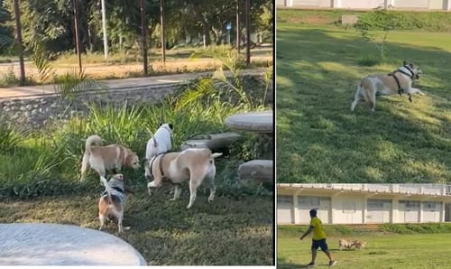 Customer photo review of Librela®