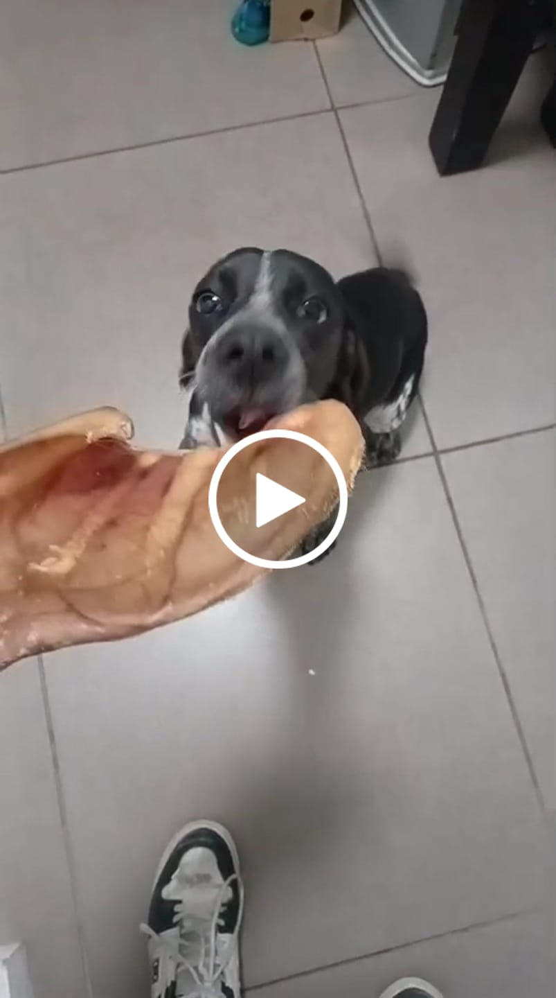 Customer video review of Oreja de cerdo  - 8 unidades enteras GRANDES talla L