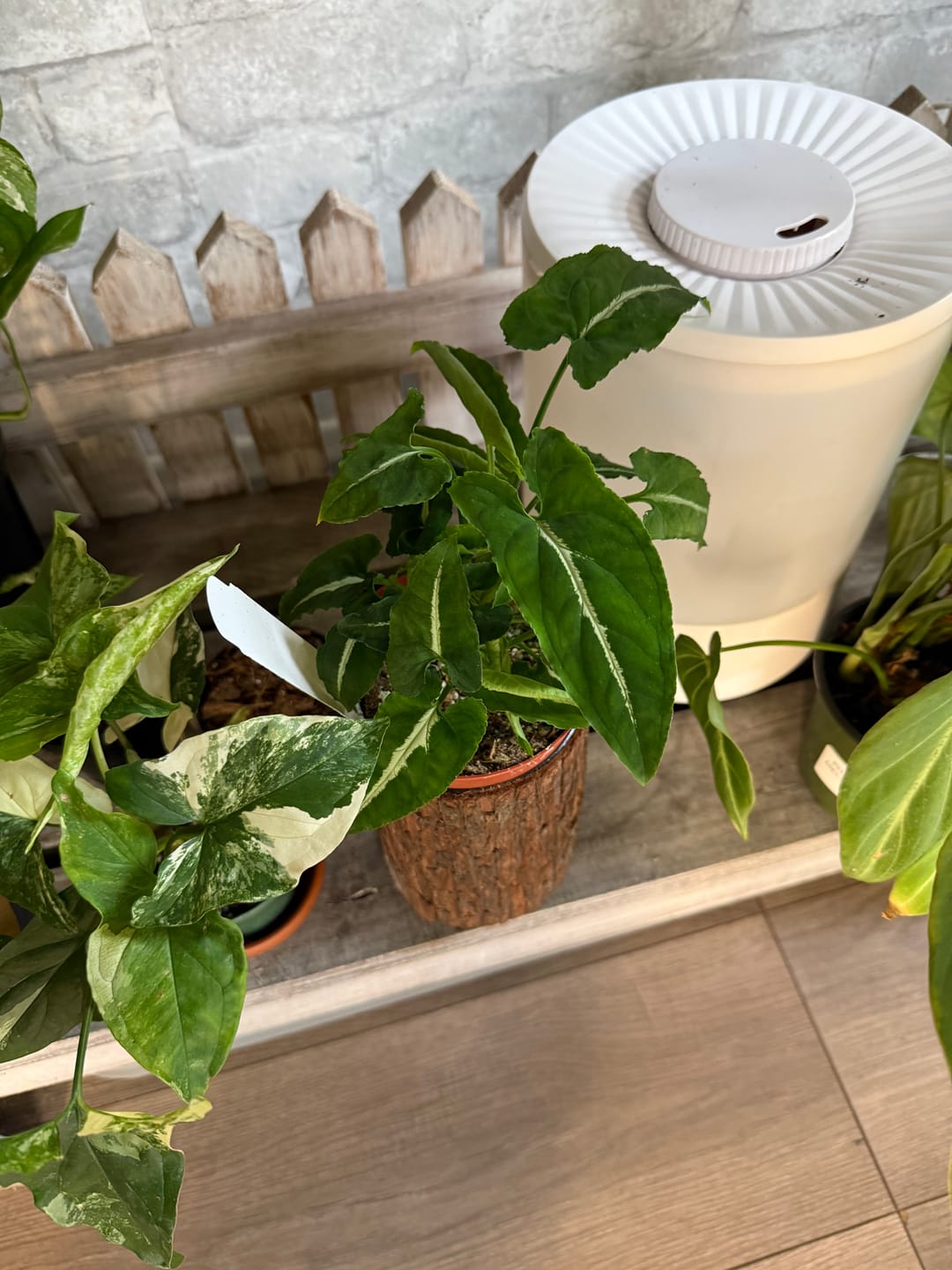 Customer photo review of Syngonium podophyllum albo variegata