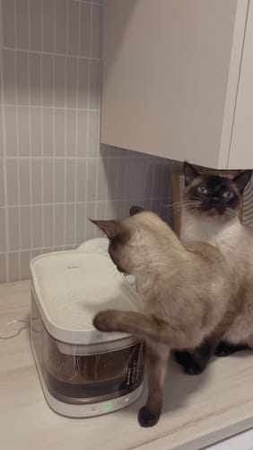 Customer photo review of Wireless Weight-Sensing Pet Fountain