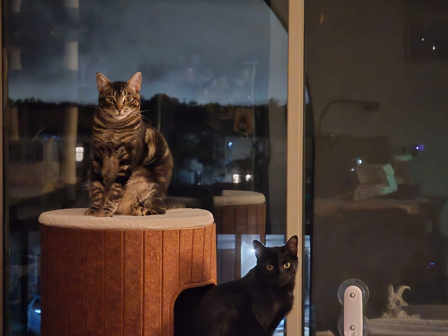 Customer photo review of Cat Christmas Tree - Sep 2026