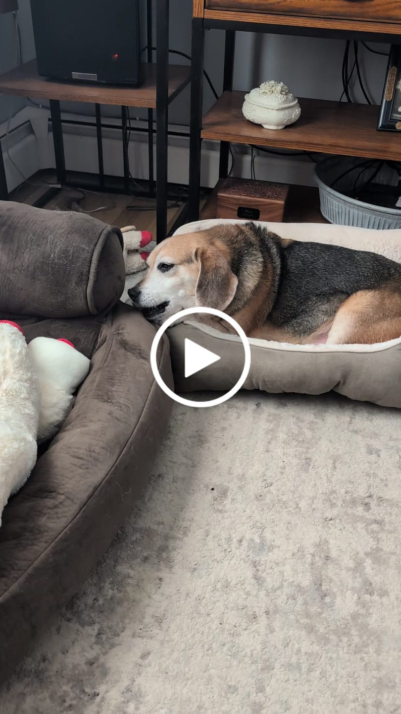 Customer video review of Gift Bundle: 2 Large Yak Chews and a 6" Hickory Smoked Bully Stick