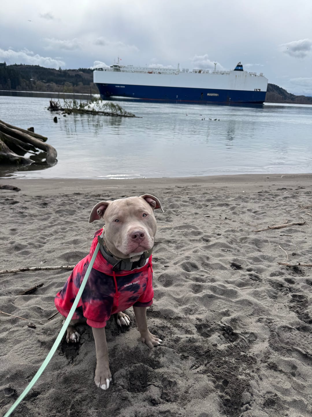 Customer photo review of Velvet Dog Hoodies
