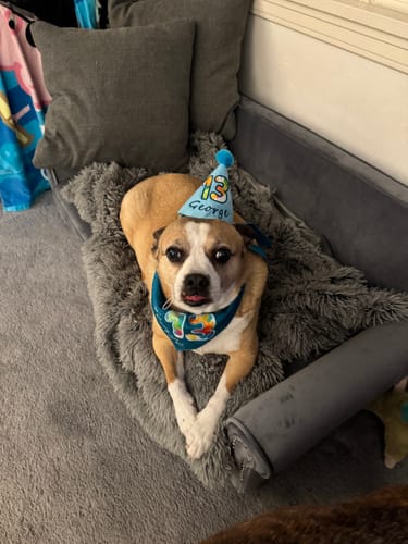 Customer photo review of Lite Personalized Dog Party Pack