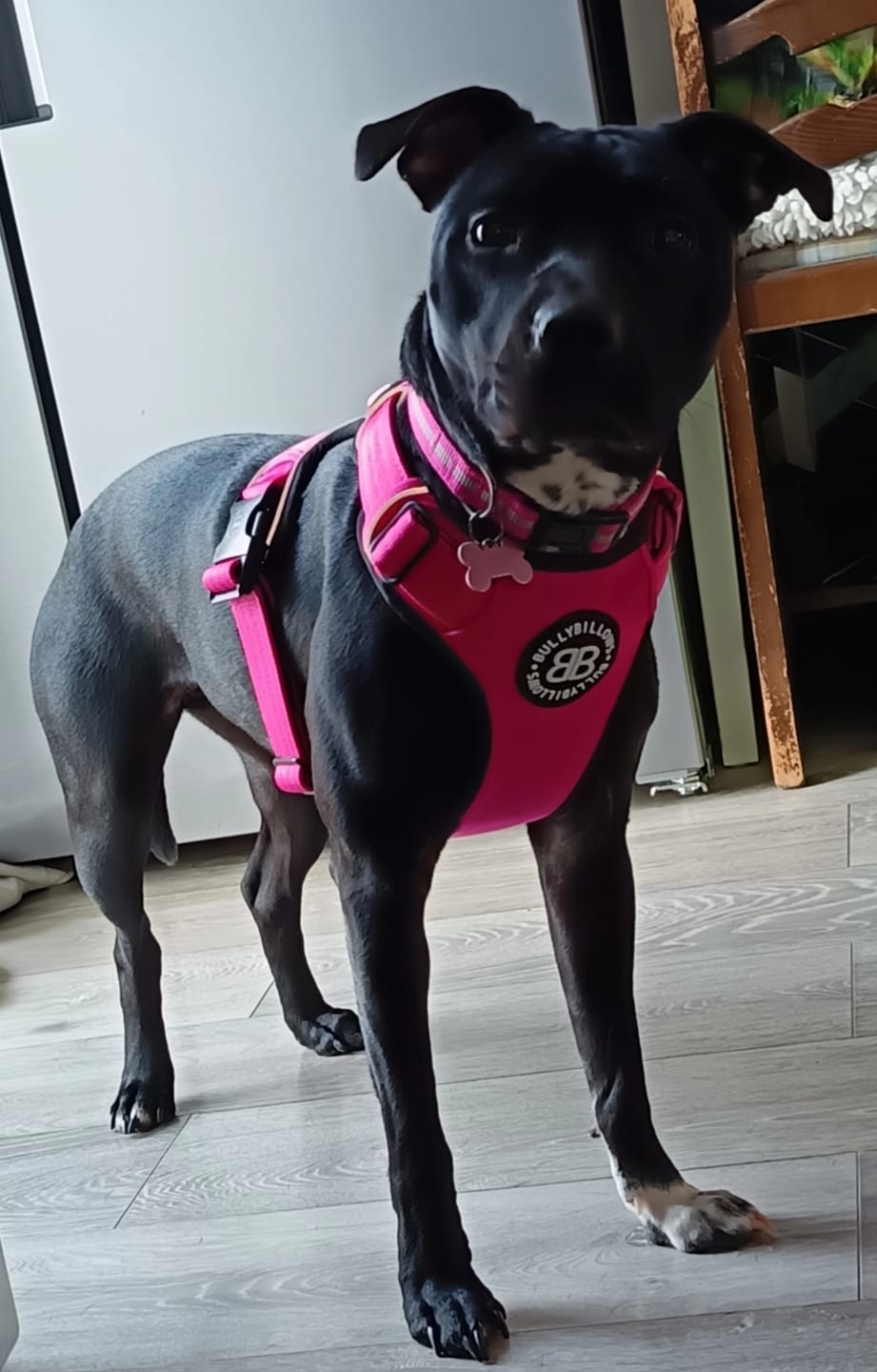 Customer photo review of Comfort Premium Harness | Non Restrictive - Magenta