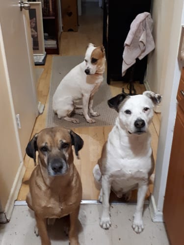 Customer photo review of Iron Paws Premium Dog Supplement