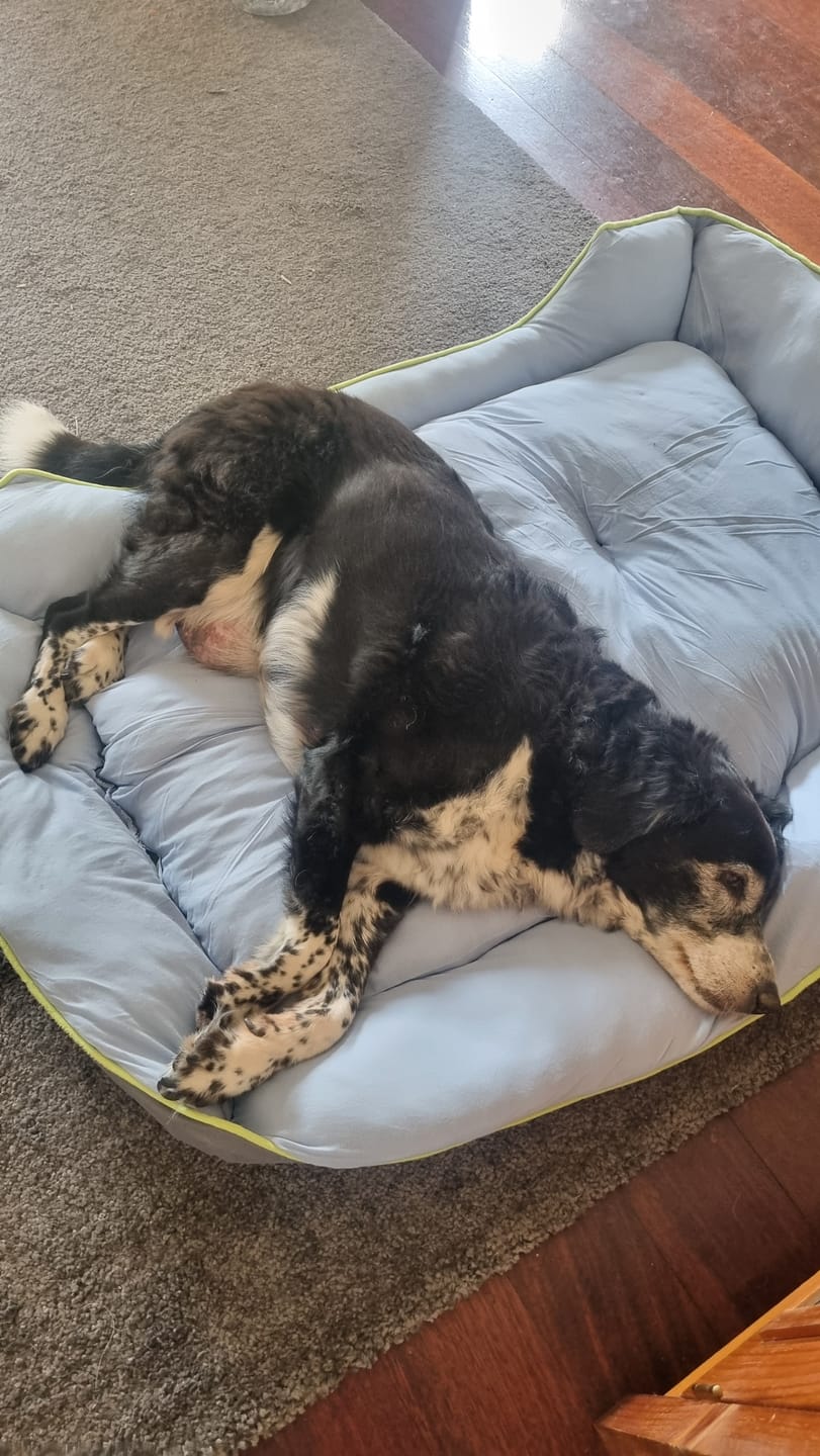 Customer photo review of Pet Cooling Sofa Bed