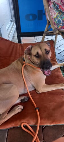 Customer photo review of Transformable Pet Living Mat