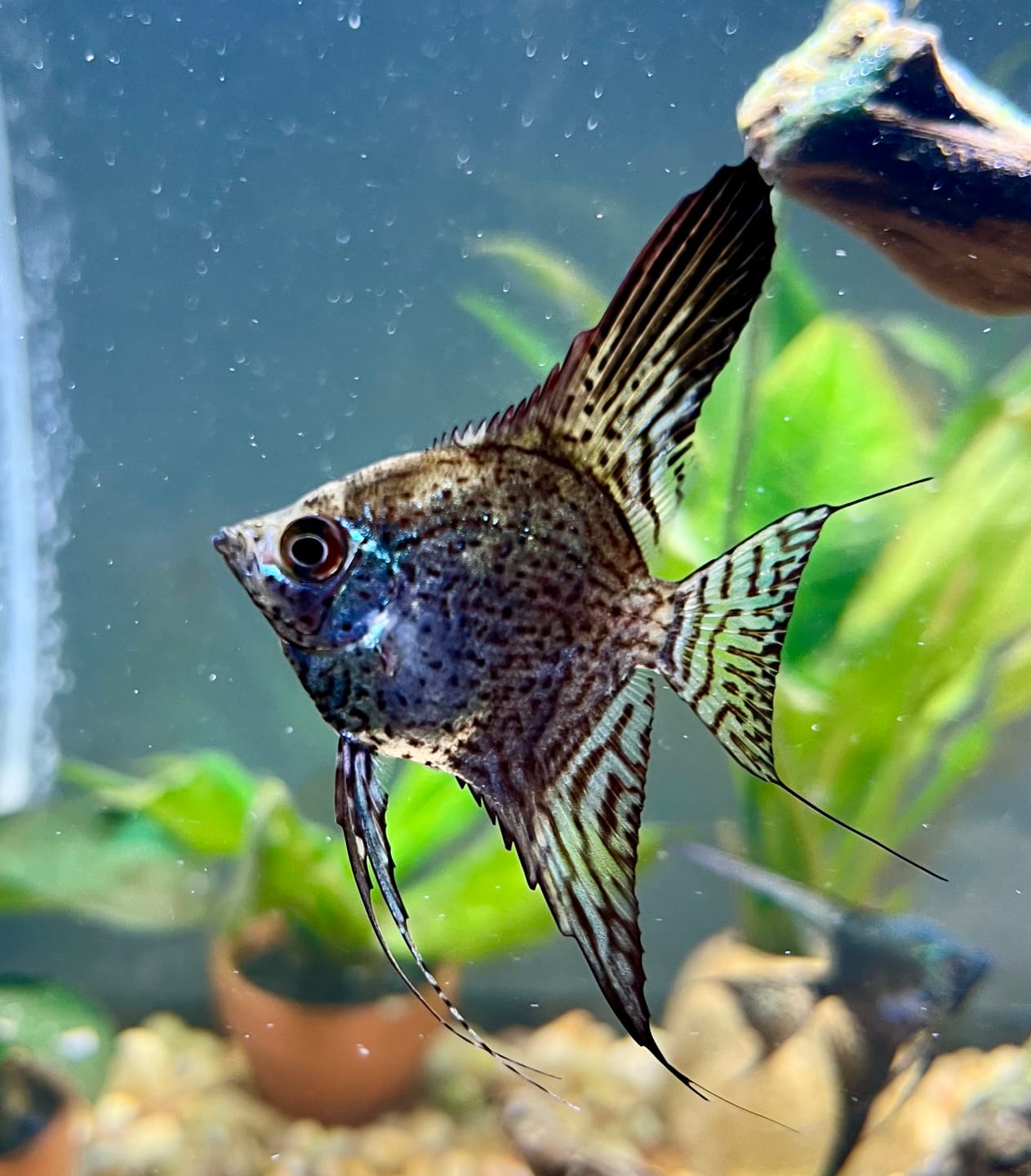 Customer photo review of Leopard Angelfish