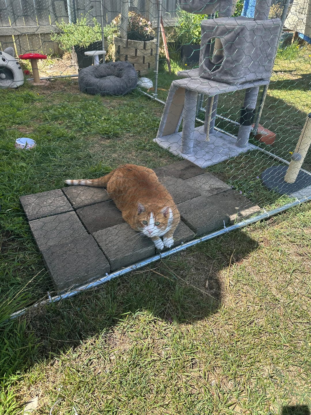Customer photo review of Pets Gear Metal Cat Cage Outdoor Enclosure