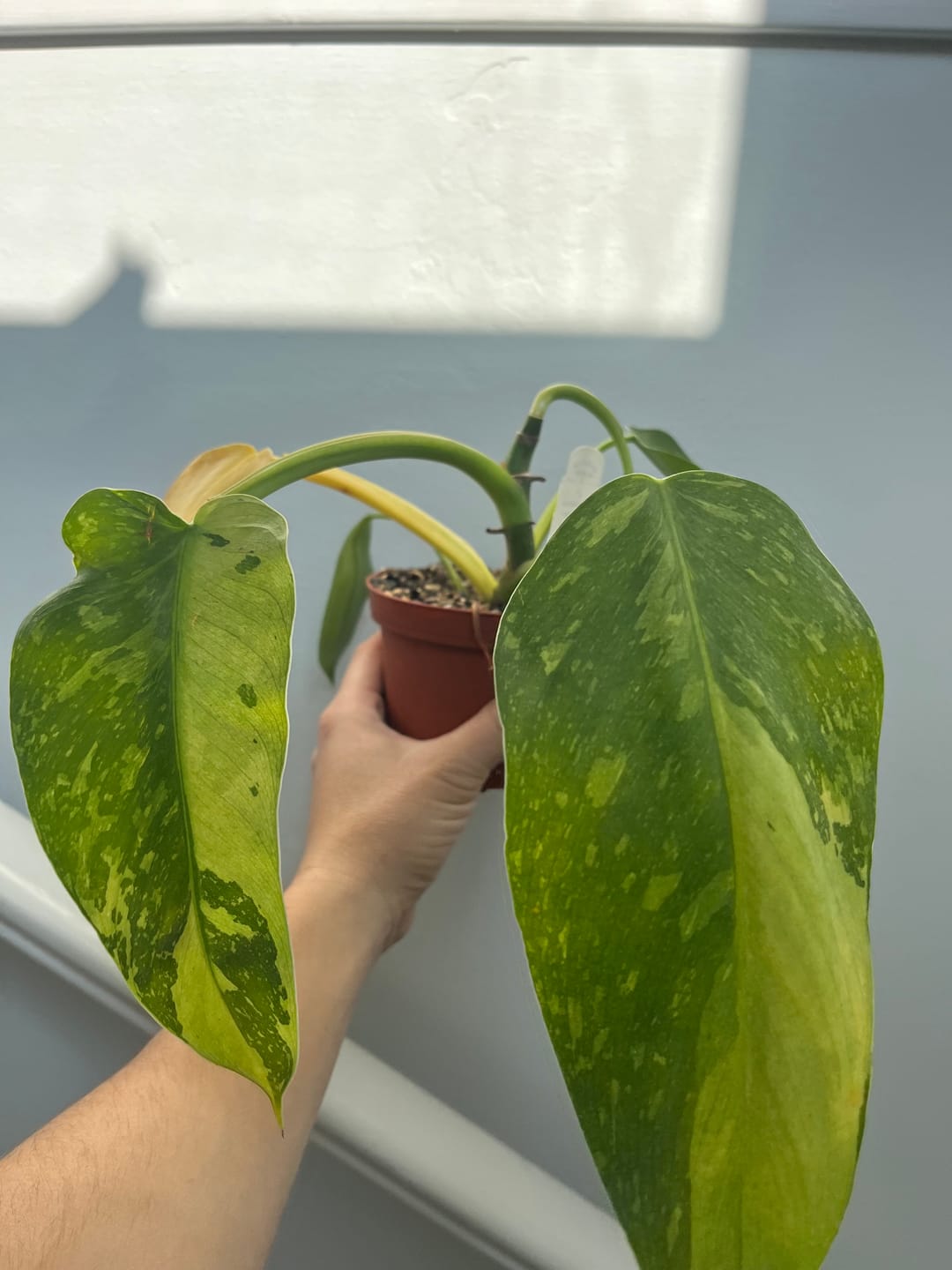 Customer photo review of Philodendron 'Jose Buono'