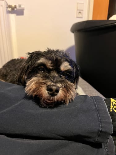 Kundenbewertung für Relax Time: Ein kleiner, zotteliger Hund ruht entspannt auf dem Bein einer Person.