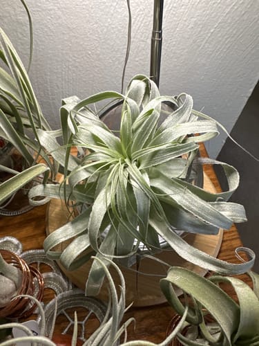 Customer photo review of Gardneri 'Hawaii'