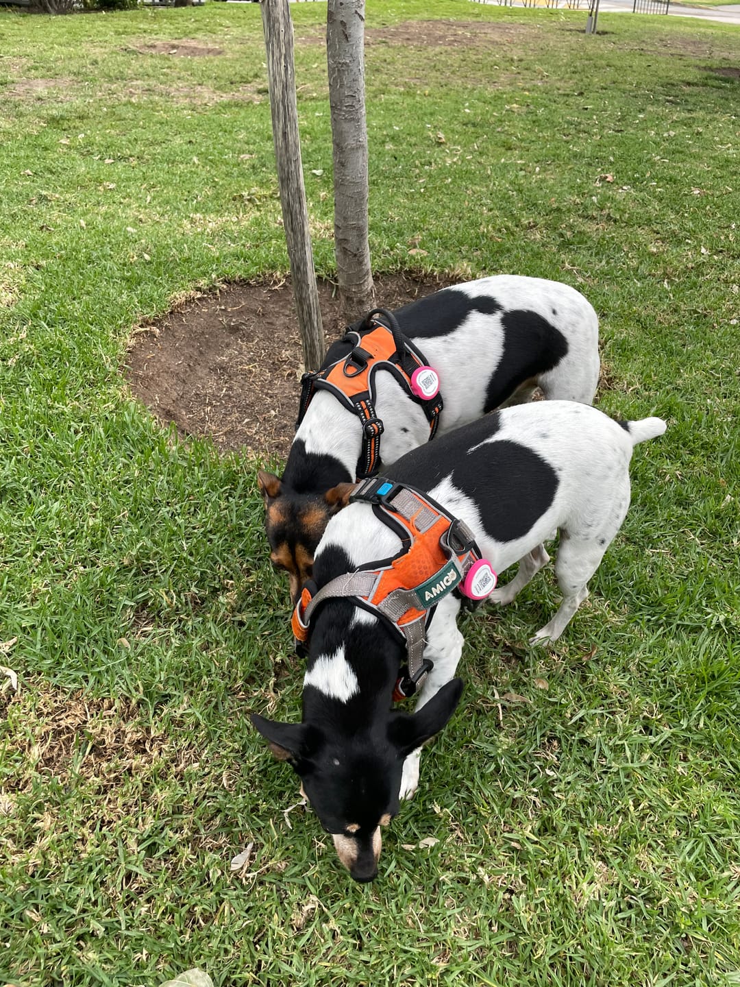 Customer photo review of Placa de Identificación Inteligente para Mascotas - Anti Pérdida - TN004