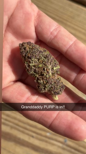 Customer photo review of Granddaddy Purple - 28 Grams - Indica
