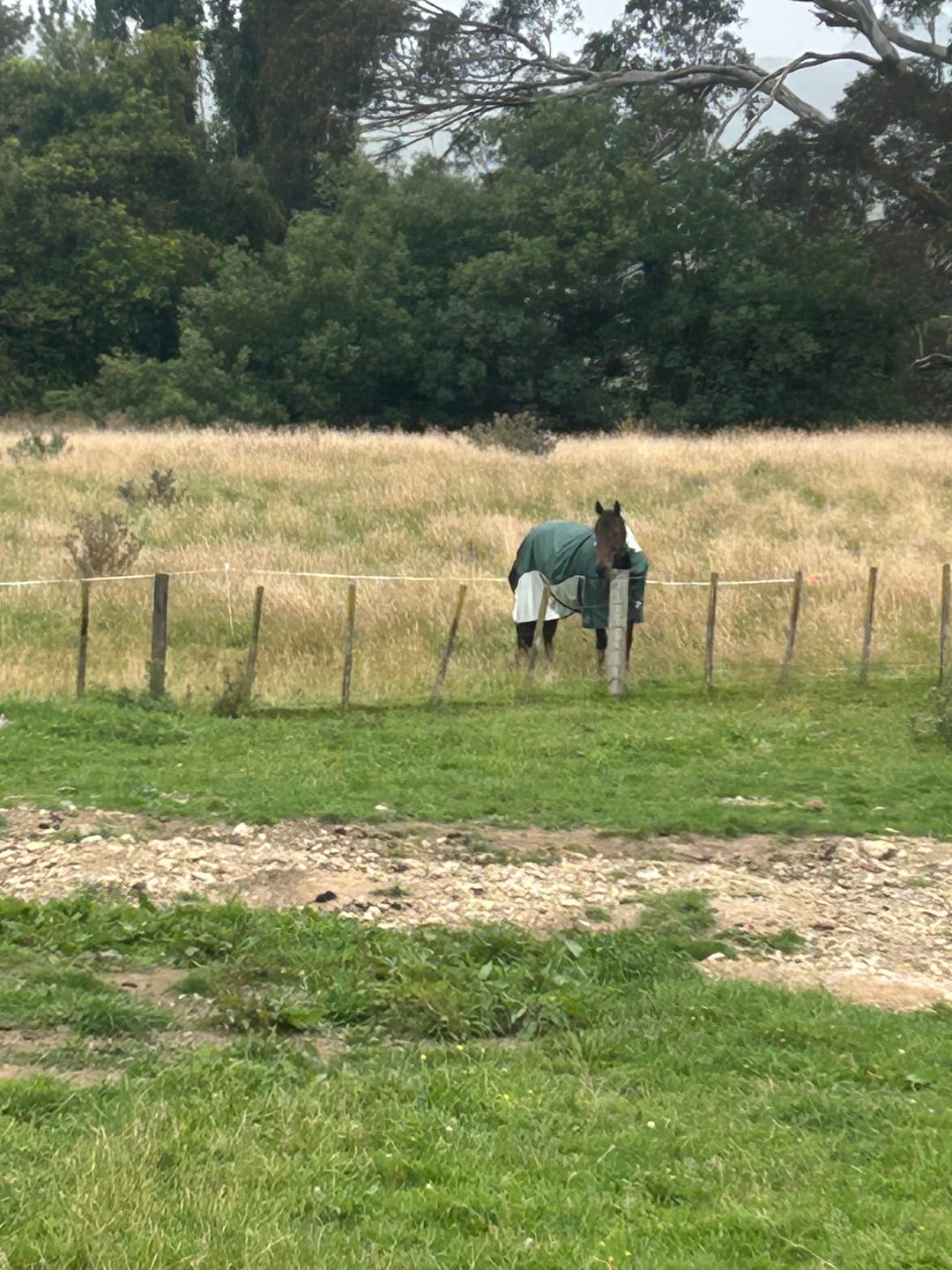 Customer photo review of NZ Tack WaterProof Mesh CrossOver Combo Green