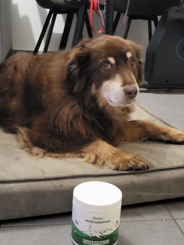 Le chien brun d'un client se repose sur son coussin, avec le pot de Complément articulations posé devant.