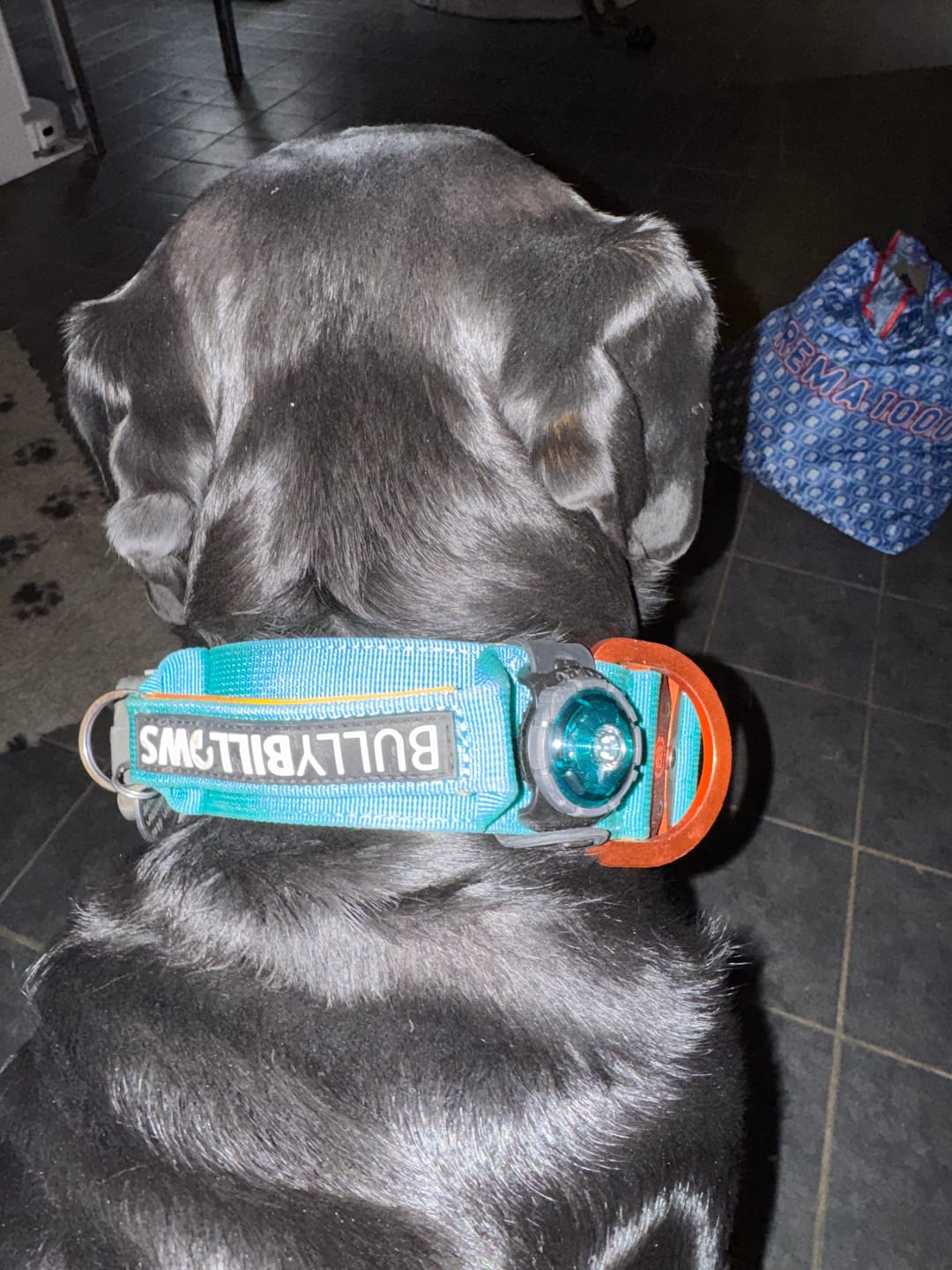 Customer photo review of 5cm Lighter Combat® Collar | With Handle Secure Clip - Turquoise x Orange