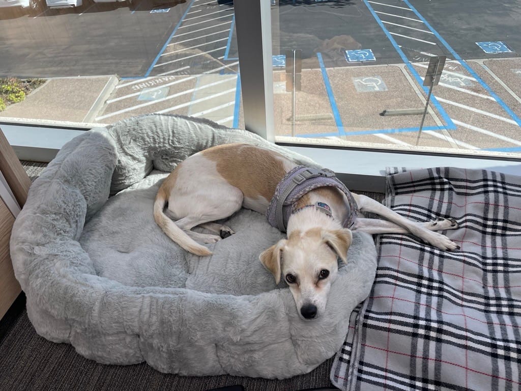 Customer photo review of Puppy Bundle PAWD  copy