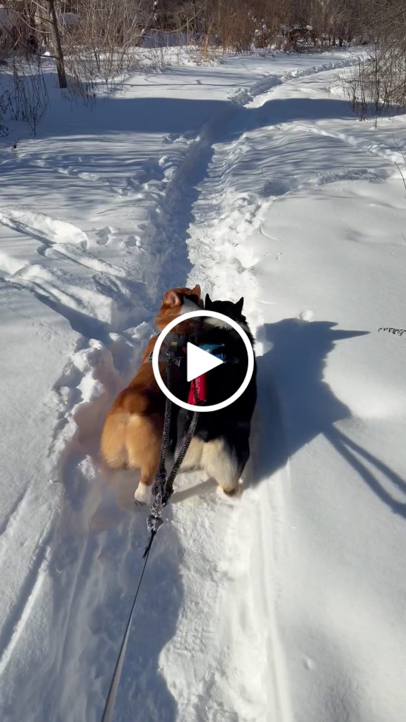 Customer video review of Cotton Rope Multi-Dog Leash Connector