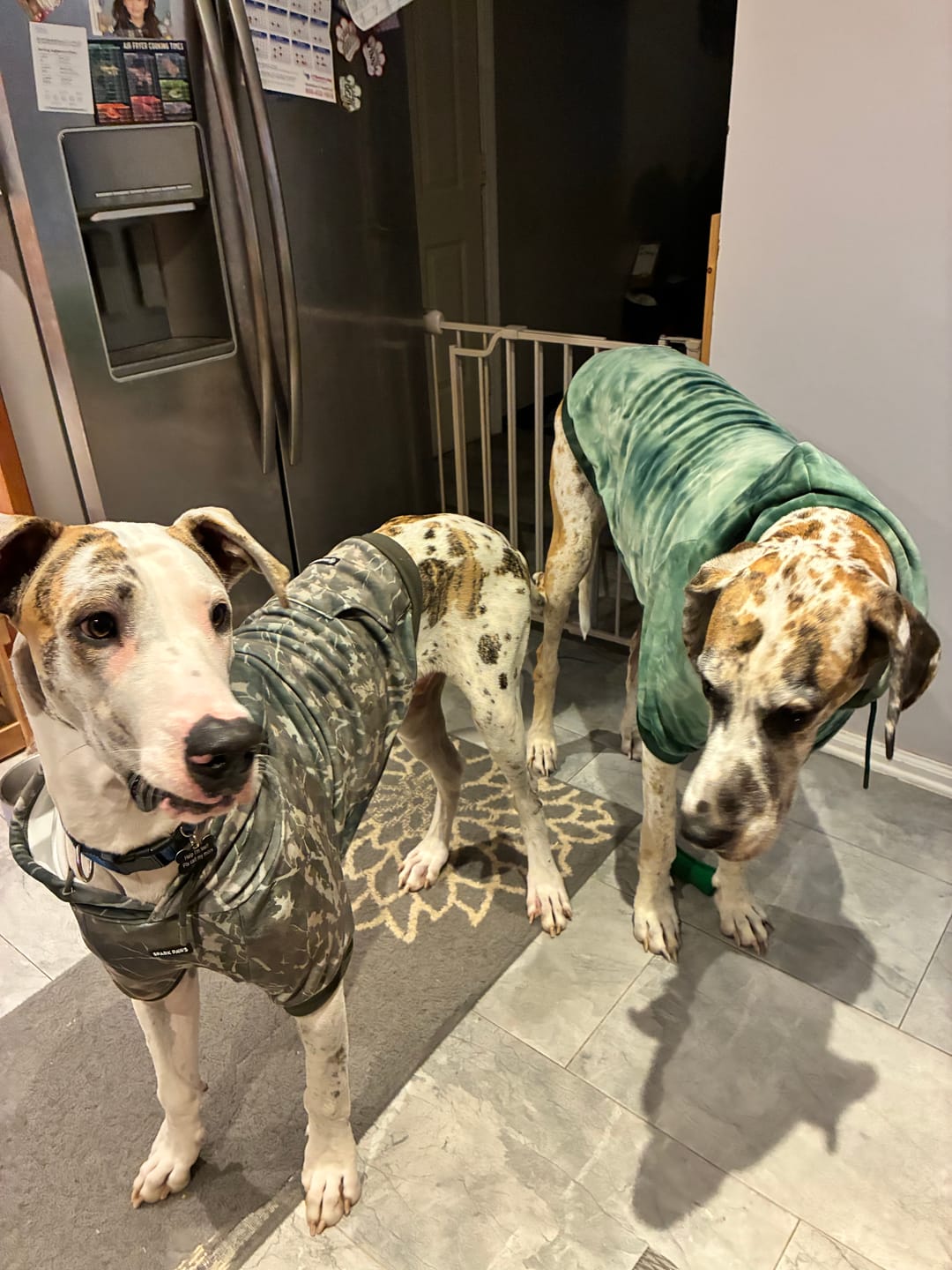 Customer photo review of Concrete Wood Dog Hoodie - Timber