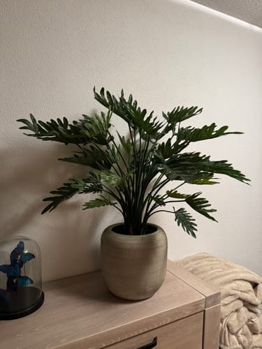 Customer photo review of Philodendron Kunstplant 75cm