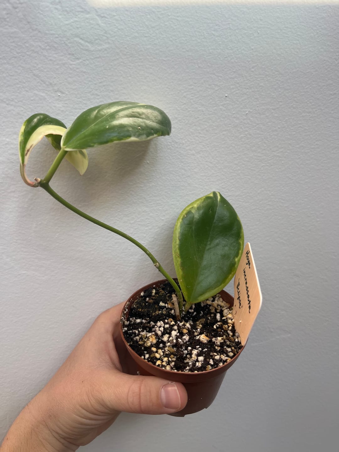 Customer photo review of Hoya incrassata 'Eclipse'
