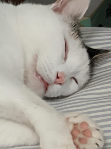 Le chat d'un client, l'air repu et endormi après avoir mangé sa Pâtée au Saumon.