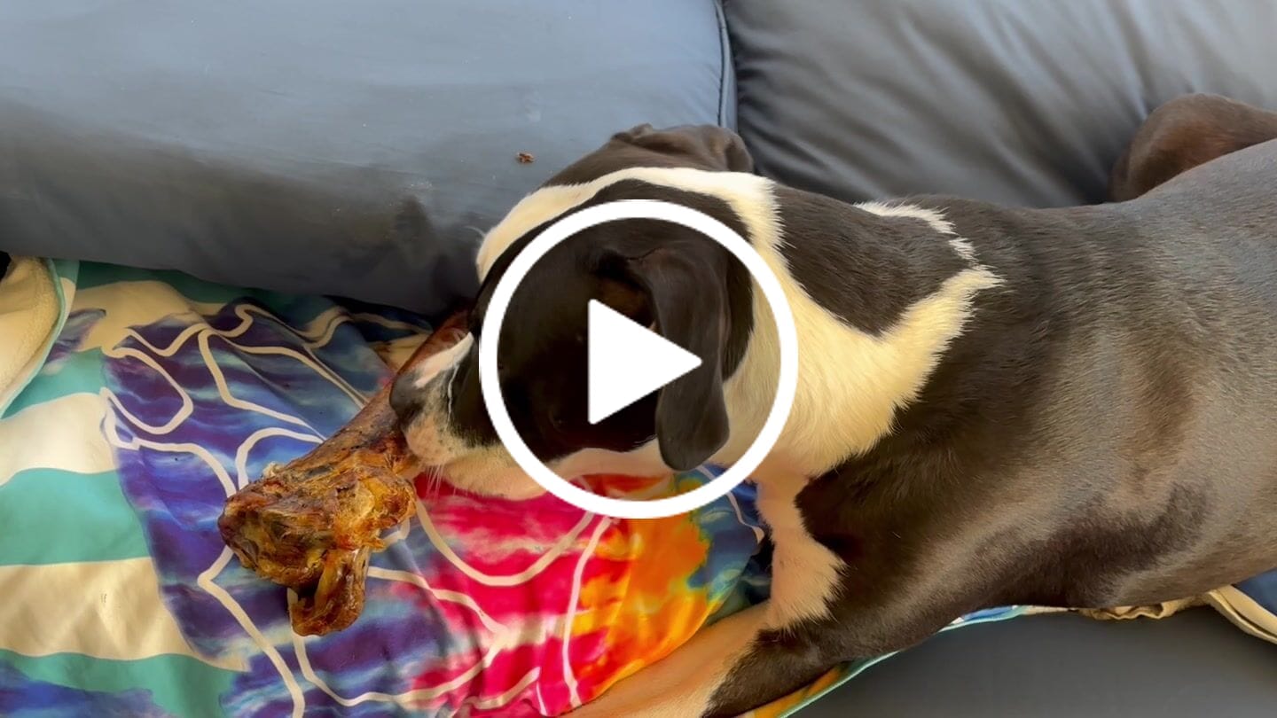 Customer video review of Chewy Ostrich Flat Tendon: Satisfying All-Natural Chew for Dental Health & Gentle Digestion
