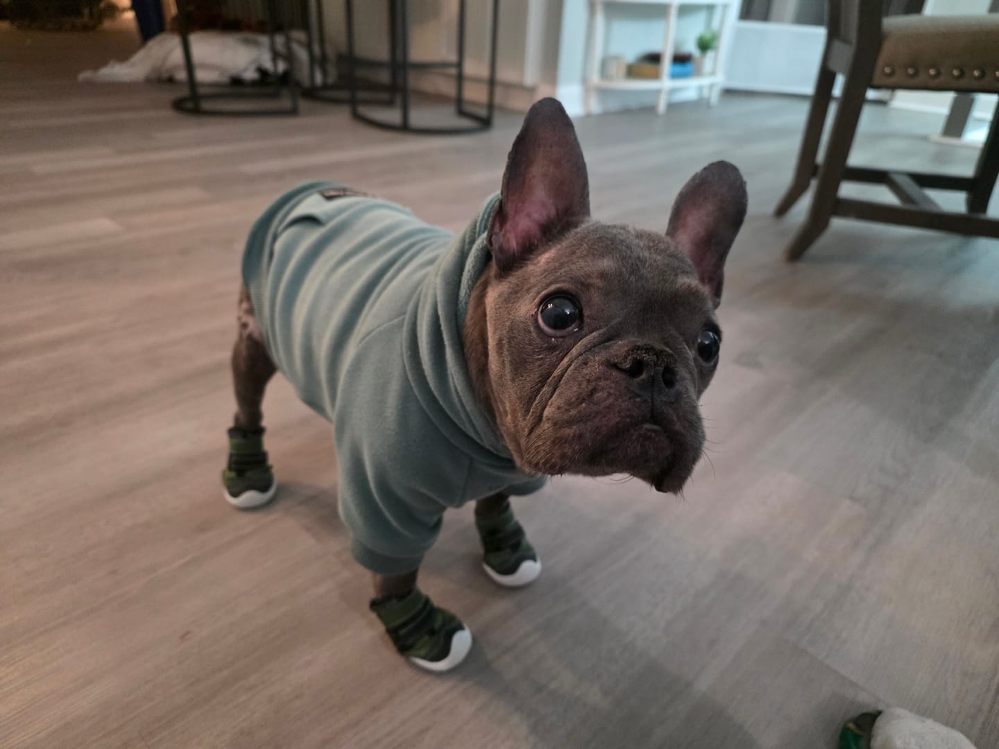 Customer photo review of Hot Pavement Pawtector Dog Shoes - Green