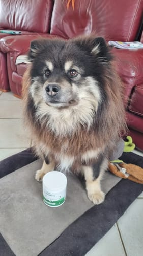 Le chien poilu d'un client est assis sur son tapis à côté du pot de Complément articulations.