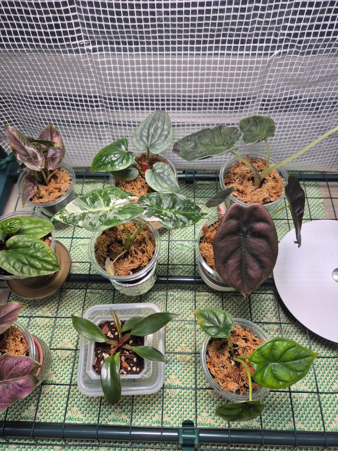 Customer photo review of ALOCASIA FRYDEK VARIEGATA