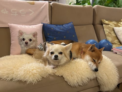 Customer photo review of デジタルダウンロード