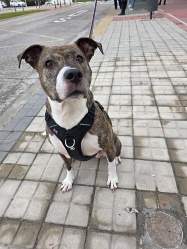 Customer photo review of Anti Pull Hurricane Harness Lighter | With Handle - Olive Green