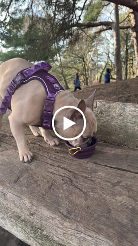 Customer video review of Collapsible Dog Bowl -Plum