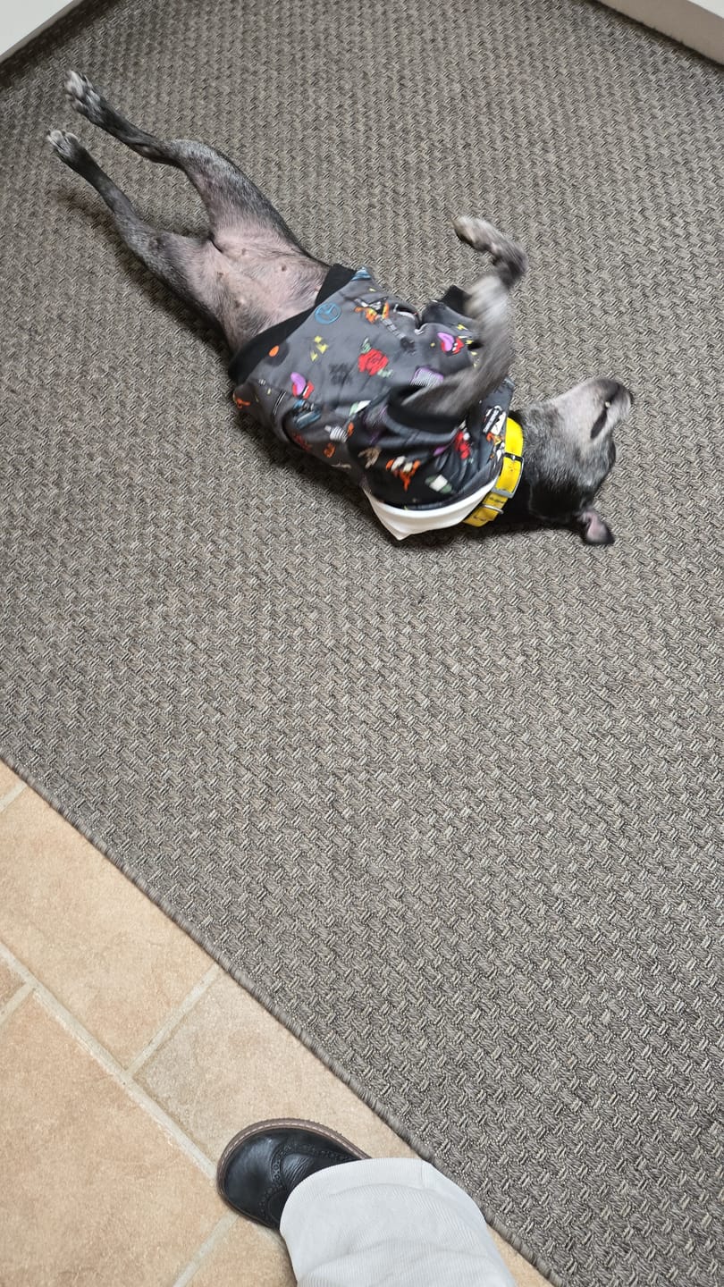 Customer photo review of Rock and Roll Dog Hoodie