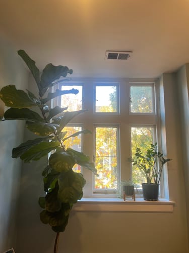 Reviewer's tall fiddle leaf fig and ZZ plant thriving in a room after using the Plant Food.