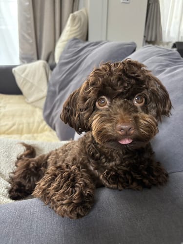 Customer photo review of FunFunPet 高機能ハーネス（お名前タグ作成サービス付き）