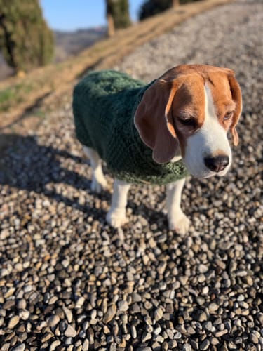 Customer photo review of PAWS & STITCHES - DIGITAL PATTERN BUNDLE